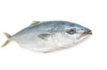 Fresh whitefish on white background