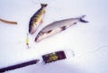 Whitefish and Yellow Perch 20077