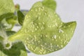 Whiteflies Aleyrodidae parasites colony that typically feed on the undersides of plant leaves