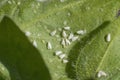 Whiteflies Aleyrodidae  parasites colony  that typically feed on the undersides of plant leaves Royalty Free Stock Photo