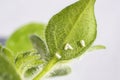 Whiteflies Aleyrodidae parasites colony that typically feed on the undersides of plant leaves