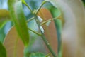Whiteflies on mango tree Royalty Free Stock Photo