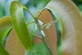Whiteflies on mango tree Royalty Free Stock Photo