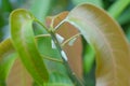 Whiteflies on mango tree Royalty Free Stock Photo