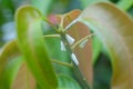 Whiteflies on mango tree