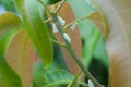 Whiteflies on mango tree