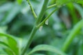 Whiteflies on mango tree Royalty Free Stock Photo