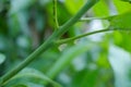 Whiteflies on mango tree