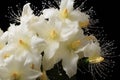 whiteflies swarming around a flower