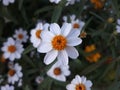 Silver flower button