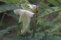 Whiteflower Greenleaves tree nature background pattern