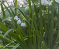 Whiteflower LeucÃÂ³jum vernum