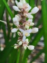 Whiteflower on monkey grass plant