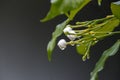 Whiteflower and waterdrop