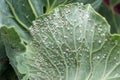 Whitefly Aleyrodes proletella agricultural pest on cabbage leaf Royalty Free Stock Photo