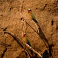 Whitefronted Bee-eater Royalty Free Stock Photo