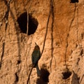 Whitefronted Bee-eater Royalty Free Stock Photo