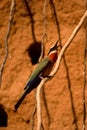 Whitefronted Bee-eater Royalty Free Stock Photo