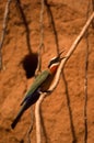 Whitefronted Bee-eater Royalty Free Stock Photo