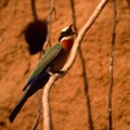Whitefronted Bee-eater Royalty Free Stock Photo