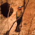 Whitefronted Bee-eater Royalty Free Stock Photo