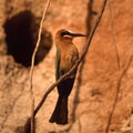 Whitefronted Bee-eater Royalty Free Stock Photo