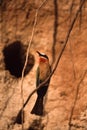 Whitefronted Bee-eater Royalty Free Stock Photo