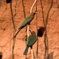 Whitefronted Bee-eater Royalty Free Stock Photo