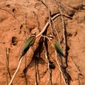 Whitefronted Bee-eater Royalty Free Stock Photo