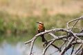 Whitefronted bee eater bird Royalty Free Stock Photo