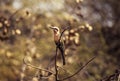 Whitefronted Bee-eater, Botswana, Africa Royalty Free Stock Photo