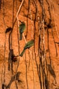 Whitefronted Bee-eater Royalty Free Stock Photo