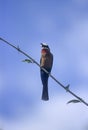 Whitefronted Bee-eater Royalty Free Stock Photo