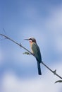 Whitefronted Bee-eater Royalty Free Stock Photo