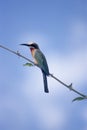 Whitefronted Bee-eater Royalty Free Stock Photo
