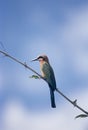 Whitefronted Bee-eater Royalty Free Stock Photo