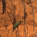 Whitefronted Bee-eater Royalty Free Stock Photo