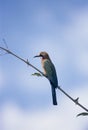 Whitefronted Bee-eater Royalty Free Stock Photo