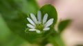 WhiteGreen Blossom Macro