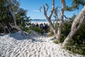 WHITEHAVEN BEACH, AUSTRALIA - AUGUST 22, 2018: Trees along the beach in the Whitsundays with tourists Royalty Free Stock Photo