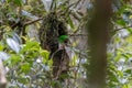 Whitehead's Broadbill bird endemic of Borneo sit inside bird nest Royalty Free Stock Photo