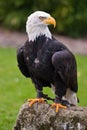 Whitehead sea eagle(haliaeetus leucocephalus) Royalty Free Stock Photo