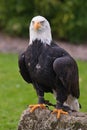Whitehead sea eagle(haliaeetus leucocephalus) Royalty Free Stock Photo