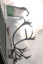 Whitehorse, Canada. Close up of caribou skull with antlers hanging outside from a building wall with Yukon Territory flag waving i Royalty Free Stock Photo