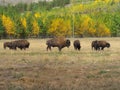 Woodland Caribou at Yukon wildlife PreserveWood Bison at Yukon wildlife Preserve