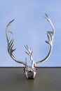 Whitehorse, Canada. Vertical view of caribou skull with antlers hanging outside from a building roof with sky in the background. Royalty Free Stock Photo