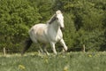 Whitehorse on the meadow