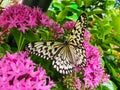 Whiteish colored Asian Butterfly with black patches sitting on pink flower. Beautiful south Asian Butterfly