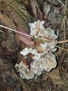 Whiteish Colored Jelly fungus on Tree Royalty Free Stock Photo