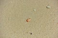 whiteish-orange shell on the beach of Thailand